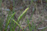 Wire sedge